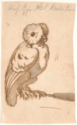 Een uil