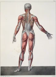 Anatomie van het menselijk lichaam, uit 