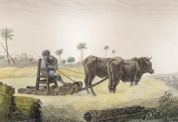 Oogsten van maïs, uit Volume II Arts and Trades van 