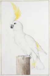 Geelkuifkaketoe