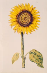 Zonnebloem of Helianthus, uit 