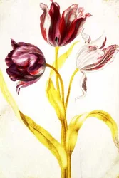 Tulpen
