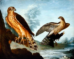 Twee Haviken, een die een Merel Vasthoudt