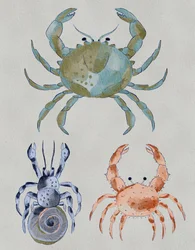 Oceaankrabben in aquarel