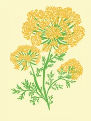Levendig gele bloemschermen