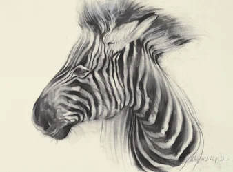Baby Zebra, 2000 (houtskool op papier)