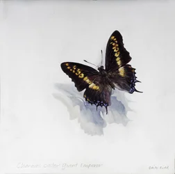 Charaxes castor, reuzenkeizer, 2014 (acryl op gegessuurd hout)