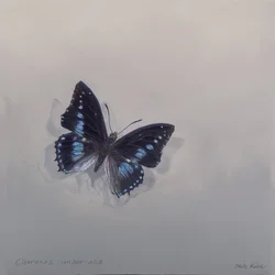 Charaxes imperialis 1 (b), 2014 (acryl op hout)
