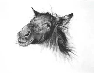 Colt, 2002 (houtskool op Fabriano-papier)