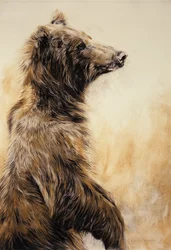 Grizzly Bear 2, 2002 (carbonpotlood, houtskool  krijt)
