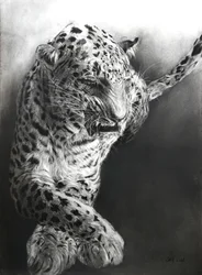 Panthera pardus 1, 2009 (houtskool  conte op Fabriano-papier)