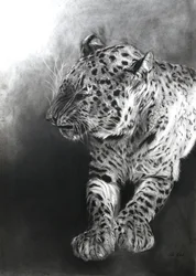 Panthera pardus 2, 2009 (houtskool  conte op Fabriano-papier)