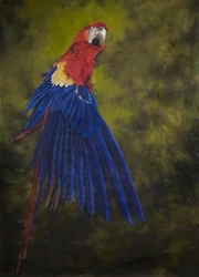 Scharlaken ara 2, 2009 (acryl op linnen)