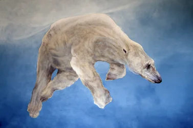 Ursus maritimus 2 (acryl op gessed linnen)