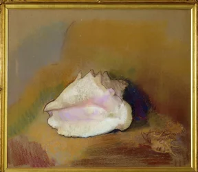 De schelp
