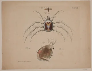 Insecten. Plaat II uit Zoölogisch Werk
