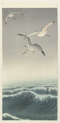 Drie meeuwen