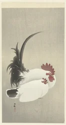 Haan en hen