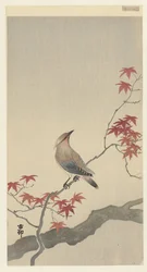 Japanse pestvogel op esdoorn