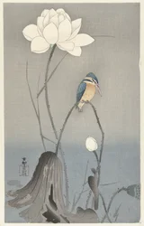 IJsvogel met lotus