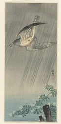 Koekoek in storm