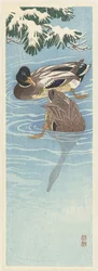 Koppel wilde eenden in het water