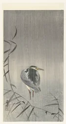 Kwak in regen