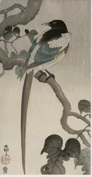 Ekster op een Pauwlonia tak (kleur houtsnede)