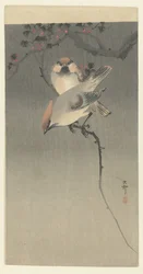 Pestvogels