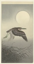 Reiger bij volle maan