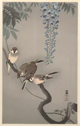 Ringmussen bij wisteria