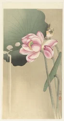 Zangvogel en Lotus