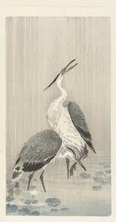 Twee reigers in de regen