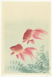 Twee sluierstaart goudvissen