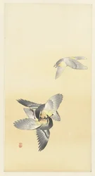 Twee vechtende vogels