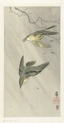 Zangvogels in regen