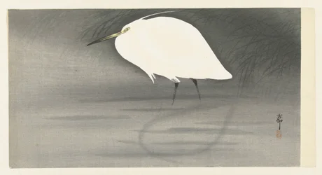 Zilverreiger