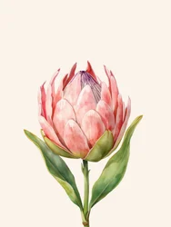 Roze proteabloem