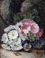 Stilleven van primula