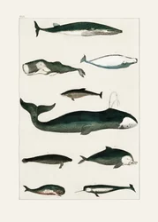Vintage poster met een walvis