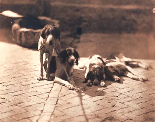 Jachthonden, ca.1853 (zoutdruk)