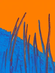 Blauwe cactussen, oranje lucht