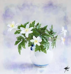 Fijne witte lentebloemen