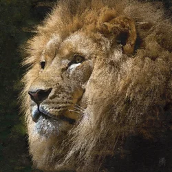Majestueuze gouden leeuw