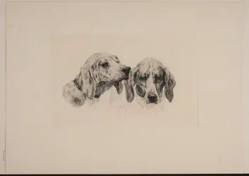 Twee hondenkoppen