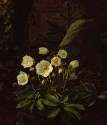 Helleborus in een rotstuin