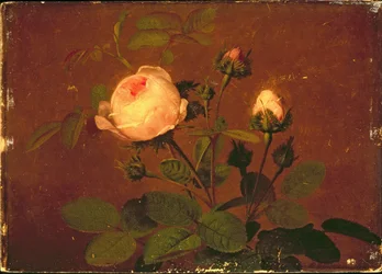 Rozen, Rozen