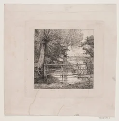 Wilgen bij een waterloop