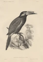 Selenidera Spectabilis, litho door Bowen und Co., 1850