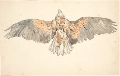 Een dode buizerd met uitgespreide vleugels